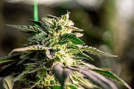 Discovering Cannabis Seeds Manitoba A Comprehensive Guide Discovering Cannabis Seeds Manitoba A Comprehensive Guide