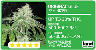 Discovering Cannabis Seeds Manitoba A Comprehensive Guide Discovering Cannabis Seeds Manitoba A Comprehensive Guide